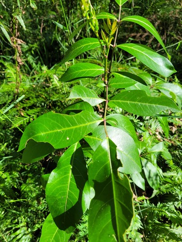 Polyscias sambucifolia observed 2022-04-16