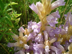 Phelipanche arenaria