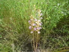 Phelipanche arenaria