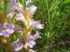 Phelipanche arenaria