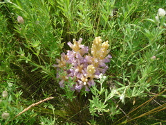 Phelipanche arenaria