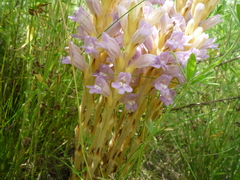 Phelipanche arenaria