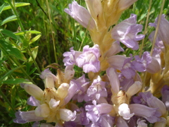 Phelipanche arenaria