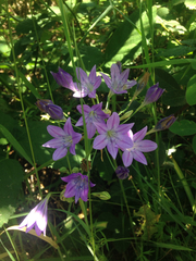 Triteleia bridgesii