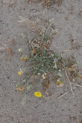 Launaea capitata