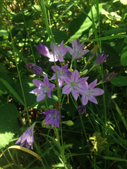 Triteleia bridgesii