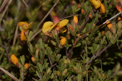 Pultenaea microphylla