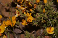 Pultenaea microphylla