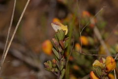 Pultenaea microphylla