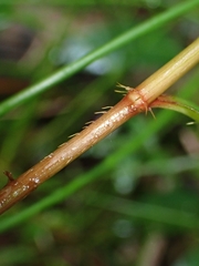 Persicaria dichotoma