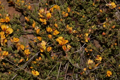 Pultenaea microphylla