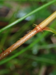 Persicaria dichotoma