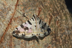 Conchylodes salamisalis