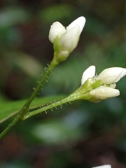 Persicaria dichotoma