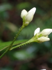 Persicaria dichotoma