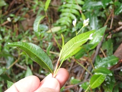 Persicaria dichotoma