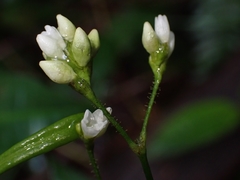 Persicaria dichotoma