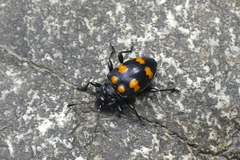 Spathomeles decoratus