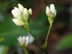 Persicaria dichotoma