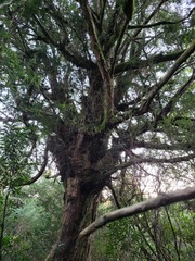 Podocarpus lawrencei