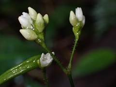 Persicaria dichotoma