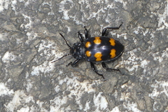 Spathomeles decoratus