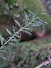Podocarpus lawrencei