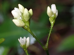 Persicaria dichotoma