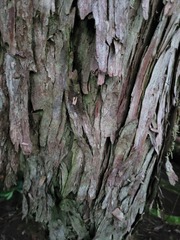 Podocarpus lawrencei