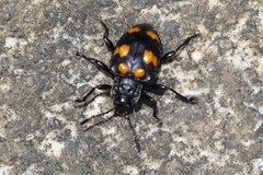 Spathomeles decoratus