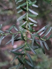 Podocarpus lawrencei