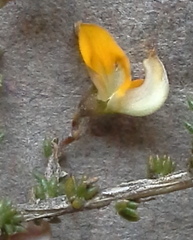 Aspalathus divaricata divaricata