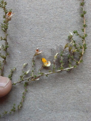 Aspalathus divaricata divaricata