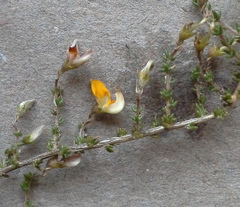 Aspalathus divaricata divaricata