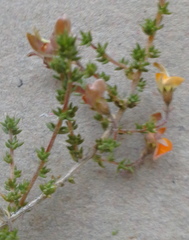 Aspalathus divaricata divaricata