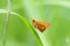 Parnara amalia