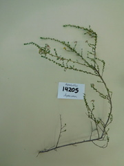 Aspalathus divaricata divaricata