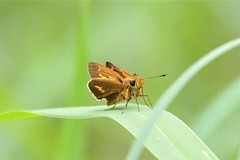 Parnara amalia