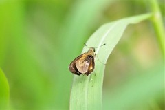 Parnara amalia
