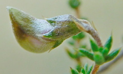 Aspalathus divaricata divaricata