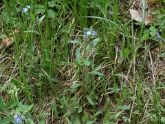 Myosotis decumbens