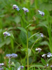 Myosotis decumbens