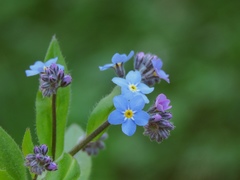 Myosotis decumbens