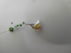 Aspalathus divaricata divaricata