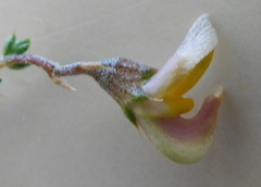 Aspalathus divaricata divaricata