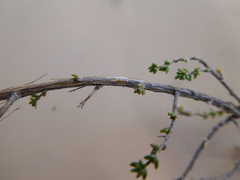 Aspalathus divaricata divaricata