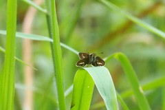 Parnara amalia
