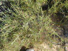 Aspalathus divaricata divaricata