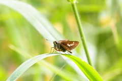 Parnara amalia