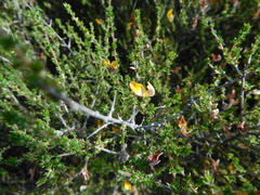 Aspalathus divaricata divaricata